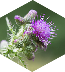 康寧植物素 康寧植物素